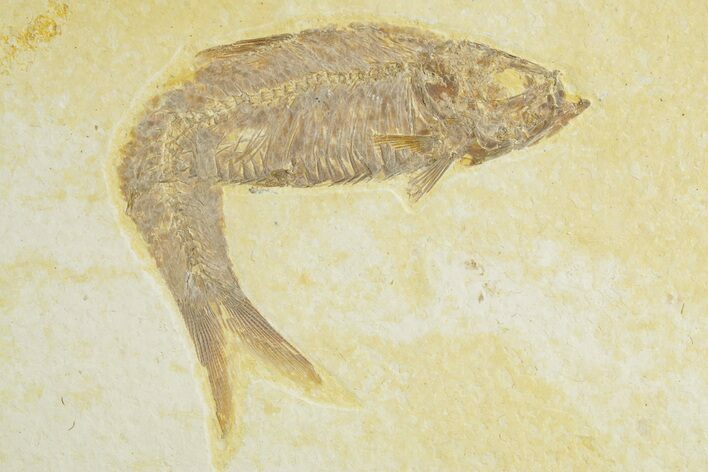 Detailed Fossil Fish (Knightia) - Wyoming #363780